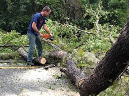 Best Storm Damage Tree Cleanup  in Grayslake, IL