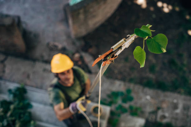 Best Palm Tree Trimming  in Grayslake, IL