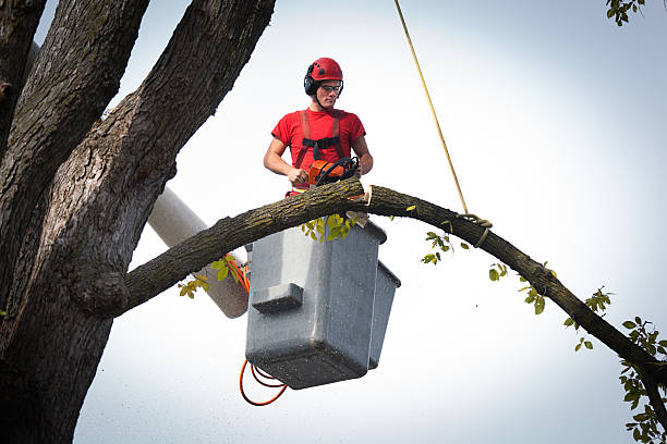 Best Tree Maintenance Programs  in Grayslake, IL