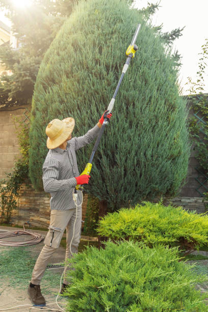 Best Hazardous Tree Removal  in Grayslake, IL