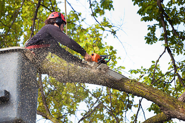 Best Stump Grinding and Removal  in Grayslake, IL